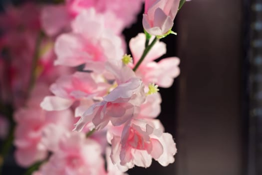 A cluster of vibrant pink flowers with glistening water droplets on their petals, blooming on a twig of a flowering plant in a garden