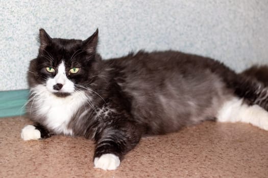 A cute black and white feline, possibly a domestic cat, relaxing on a soft carpet at ease, showcasing its whiskers, fur, and tail, embodying comfort and tranquility