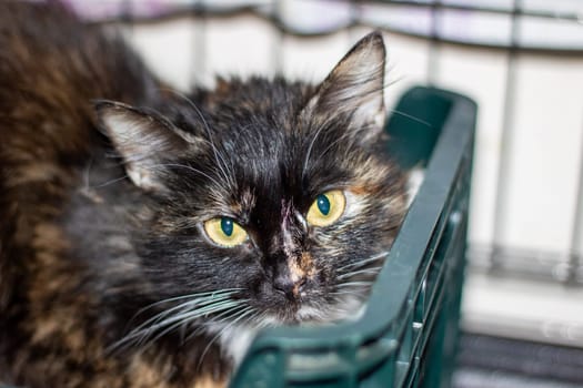 A small to mediumsized cat from the Felidae family, with green eyes and whiskers, is lounging in a green crate at an animal shelter