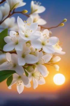 Branches with fresh white flowers in full bloom against the sunset sky