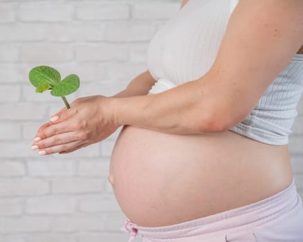A pregnant woman is holding a sprout. Cropped tummy