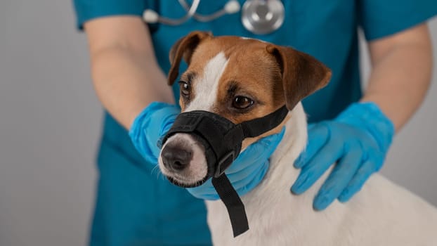 A veterinarian examines a Jack Russell Terrier dog wearing a cloth muzzle