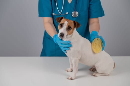 A veterinarian brushes a dog with a silicone brush. Jack Russell Terrier in a muzzle during grooming
