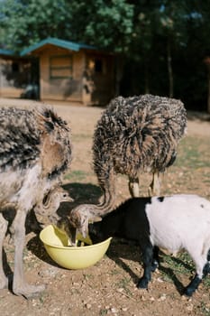 Little goat and ostriches eat from the same bowl while standing in the pasture. High quality photo