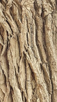 wood texture, tree bark, nature background. High quality photo