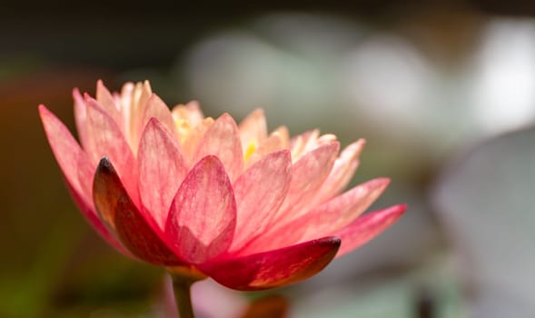 Pink lotus water lily flower in pond, waterlily with green leaves blooming.