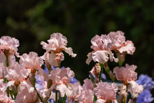 Pink bearded iris flower close up.