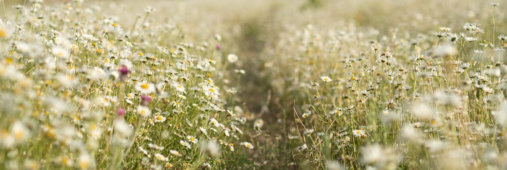 Daisy Chamomile background. Beautiful nature scene with blooming chamomilles in sun flare. Sunny day. Summer flowers