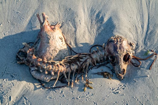 The skeleton of a dead sheep lying on the beach.