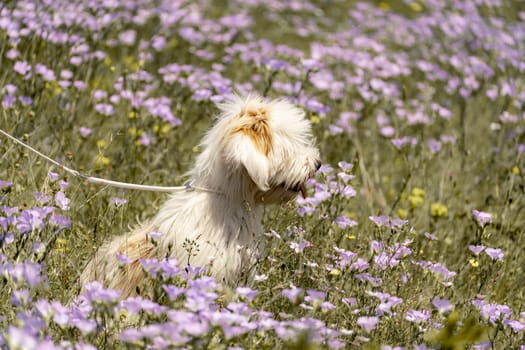 Dog walks in park in clearing among wild flowers and grass. Natural background with cute white dog puppy sitting on a summer Sunny meadow surrounded by flowers