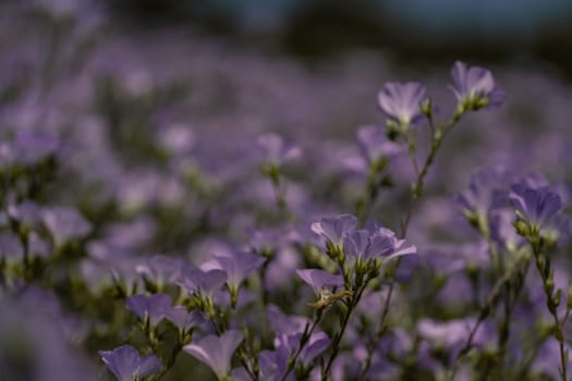 linen field linum usitatissimum. Flax flowers swaying in the wind. Slow motion video.