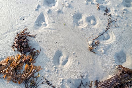 A photo from above cattle hoof prints in the dry white sand