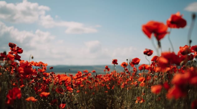 Field blossoming poppies. Poppy field