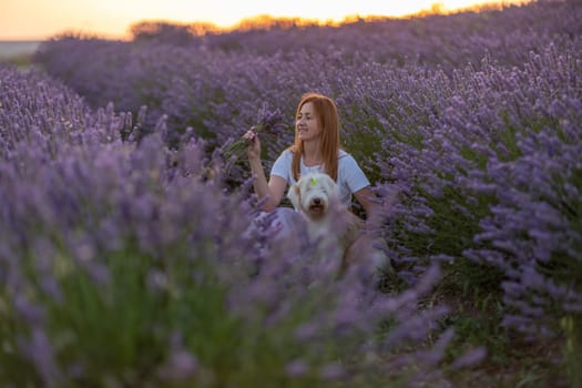 A woman sits in a field of lavender with her dog. The scene is peaceful and serene, with the woman and her dog enjoying the beauty of the flowers