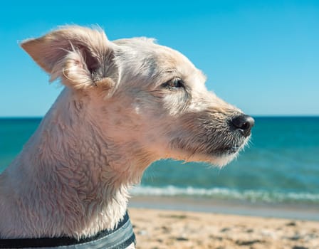 A small white dog with short fur enjoys a calm and sunny day at the beach, gazing at the distant waves with a relaxed demeanor.