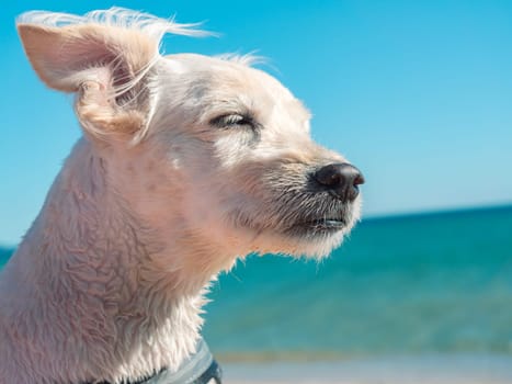 A small white dog with short fur enjoys a calm and sunny day at the beach, gazing at the distant waves with a relaxed demeanor.