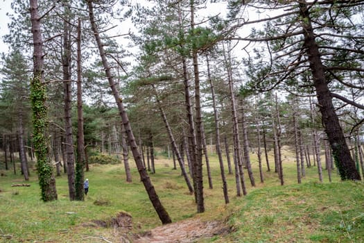 The forest at Murvagh in County Donegal, Ireland.