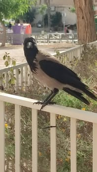 crow bird sitting on a fence in the city, nature. High quality photo