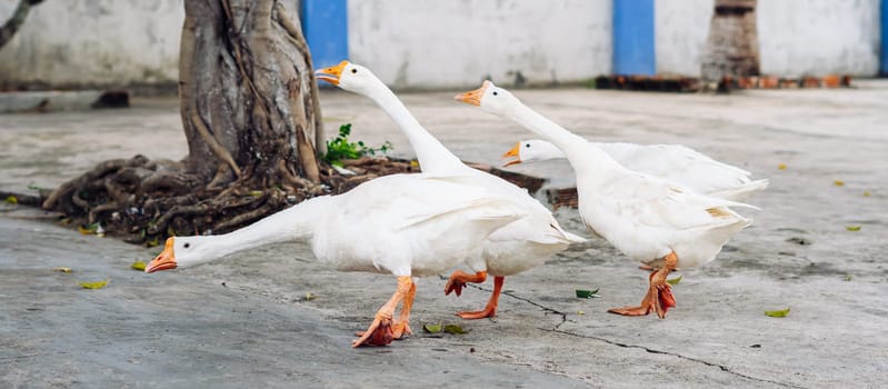 Several white geese walking together in small city. Craned necks. Summer mood, live close to domestic farm animals. Funny group of friends.