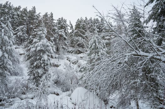 Winter landscape with fair trees under the snow.