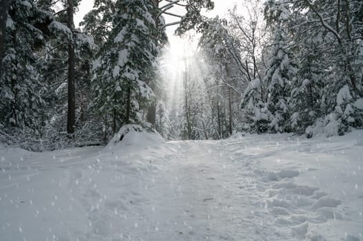 Winter landscape with fair trees under the snow.