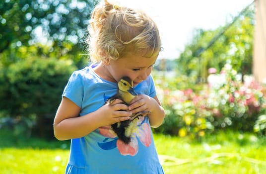 A child plays with a duckling. Selective focus. animal.