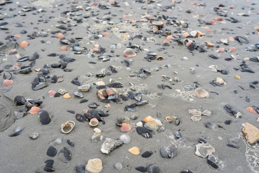 Beach with many seashells brought by the storm, lido Adriano, Ravenna.