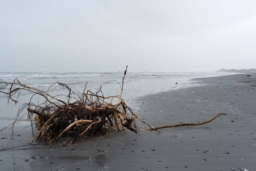 A beach with a gray sky and large trunk and may seashells brought by the storm, the sea is rough, overcast day, lido Adriano, Ravenna.