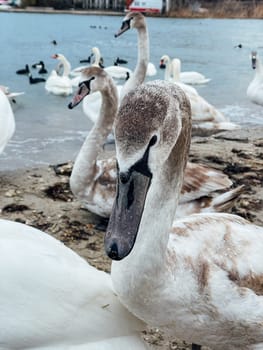 Flock of wild swans near the water