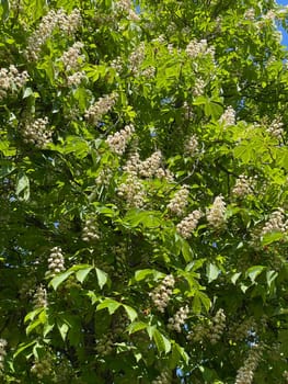 Spring blossoming chestnut flowers with leaves