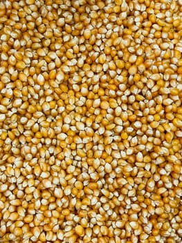 corn seed kernels for cooking as background