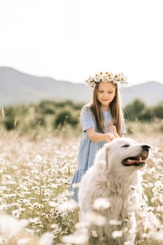 Girl dog meadow chamomile. Child girl embraces her furry friend Maremma Sheepdog in a serene chamomile field, surrounded by lush greenery. Love and companionship between a girl and her dog