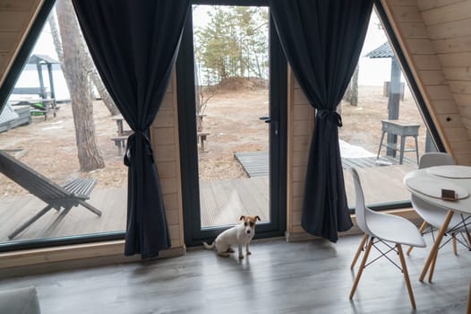 Jack Russell Terrier dog sits in a country house near the patio window