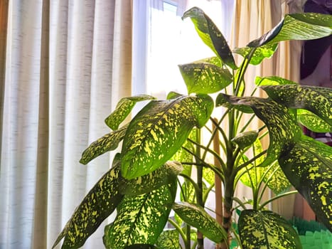 Dieffenbachia plant in a pot on a stool by the window. Retro interior in light colors. Background with plant with green leaves and fabric