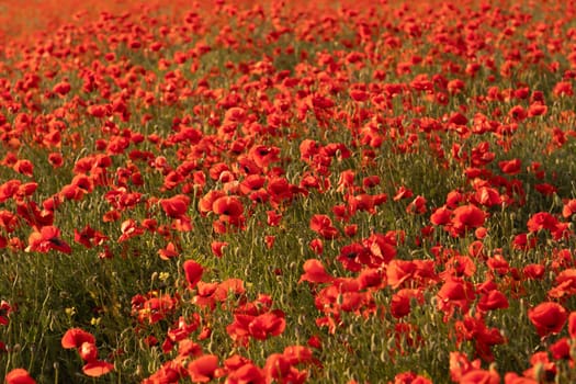 A field of red poppies with a bright sun in the background