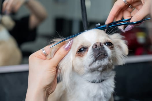 Woman cutting cute shorthair chihuahua dog in grooming salon