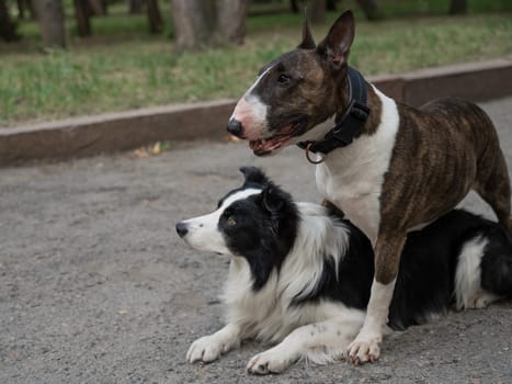 Two dogs are hugging on a walk. Border collie and bull terrier