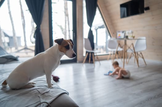 A little boy crawls on the floor by the patio window. Jack Russell Terrier dog sitting on the sofa