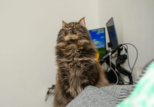 portrait of a Maine Coon cat on a computer background1