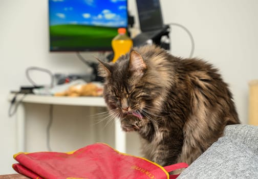 Maine Coon is lying on a bed against a white wall.2