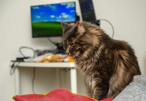 Maine Coon is lying on a bed against a white wall.3