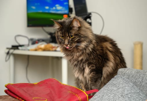 portrait of a Maine Coon cat in the apartment 3