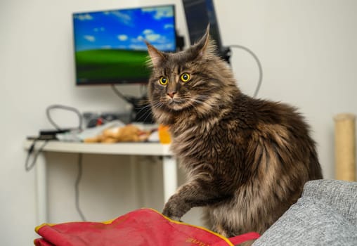 portrait of a Maine Coon cat sitting on the sofa 2