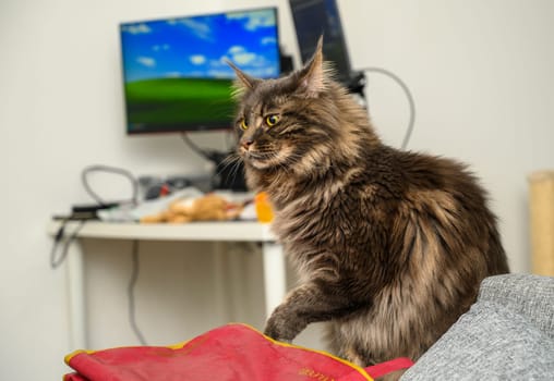 portrait of a Maine Coon cat sitting on the sofa 3