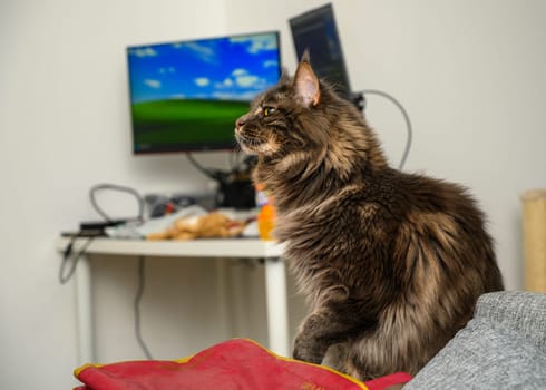 portrait of a Maine Coon cat and behind him a table and a computer 3