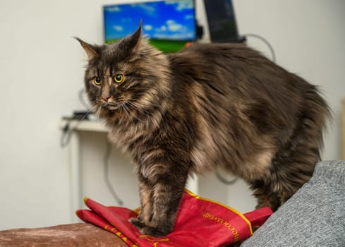 portrait of a Maine Coon cat in the apartment 2