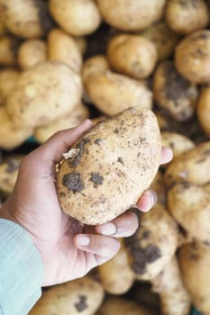 pov shot of man choosing fresh potato at the store ,