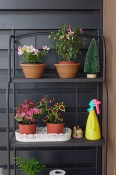 Tray with indoor plants, watering can, and gardening tools on shelf for inviting home garden decor setup