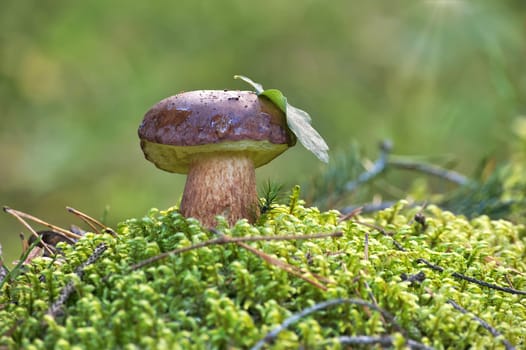 Wild pinewood king bolete mushroom is nestled amidst a lush setting, surrounded by the vibrant green hues of moss and grass