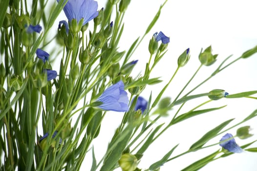 Blue flax blossom and plants with leaves in close up isolated on white background